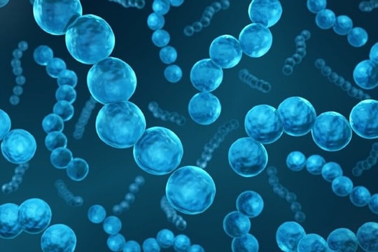 Tử vong do nhiễm liên cầu khuẩn lợn