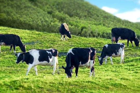 Mức hỗ trợ chi phí phối giống nhân tạo đối với trâu, bò, lợn