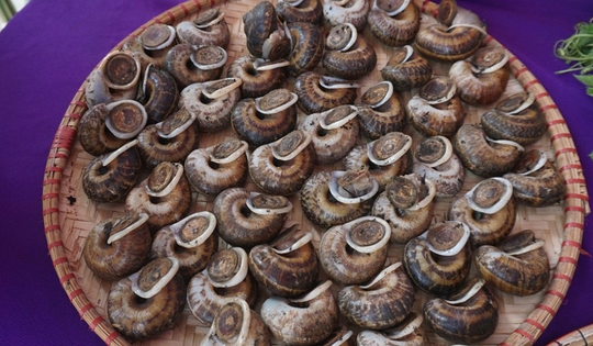 Ở Quảng Bình người dân 'thuần hóa' con ốc từ lèn đá vùng cao về nuôi ở đồng bằng cho giá trị kinh tế cao