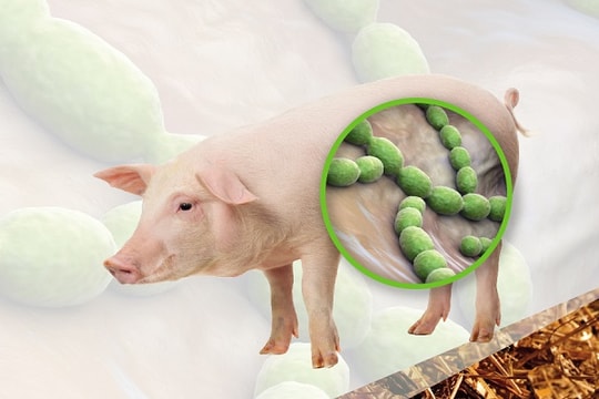 Bệnh liên cầu lợn ở người: Biểu hiện lâm sàn và biện pháp phòng bệnh liên cầu lợn