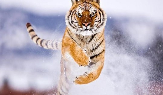 Tháng 7 âm lịch Giáp Thìn 2024 khai tài vượng vận theo cách sau, 6 con giáp này hút vượng khí tốt, tài lộc kéo đến