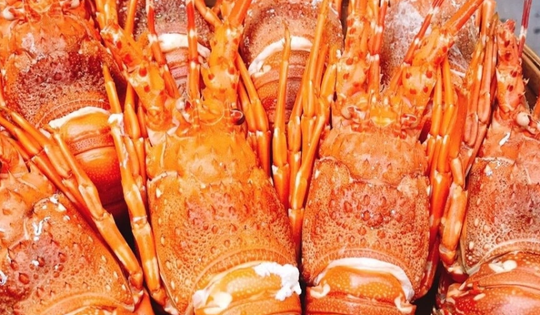 Trình diễn 120 món ngon từ tôm hùm để xác lập kỷ lục Việt Nam