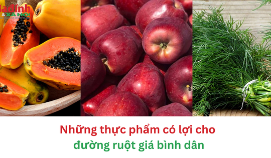 Những thực phẩm có lợi cho đường ruột giá bình dân