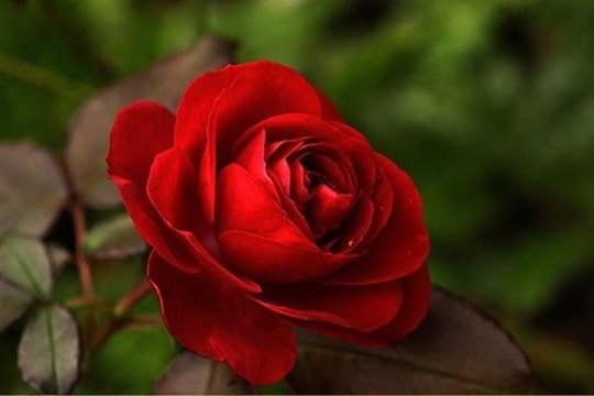 Trong vòng 1 tuần cuối tháng 8, 3 con giáp có thời vận tươi đẹp, lọt hố giàu sang, cầu được ước thấy