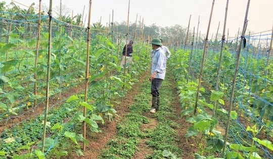 Huyện ngoại thành Hà Nội đấu giá hàng chục ngàn m2 đất nông nghiệp