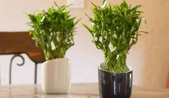 Cách bố trí cây xanh, đồ vật trong nhà để kích vượng vận đào hoa trong cả tình cảm và công việc khi cận kề lễ Thất Tịch