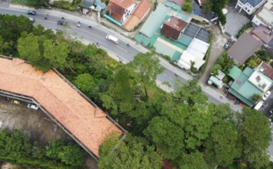 Toàn cảnh hàng cây thông ba lá lâu năm sắp bị chặt hạ, di dời tại Đà Lạt