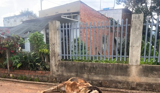 Vụ bò sữa chết bất thường ở Lâm Đồng: Hé lộ liên danh nhà thầu trúng gói vắc xin