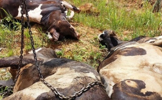 Bò sữa chết sau tiêm vaccine ở Lâm Đồng tăng lên gần 200 con