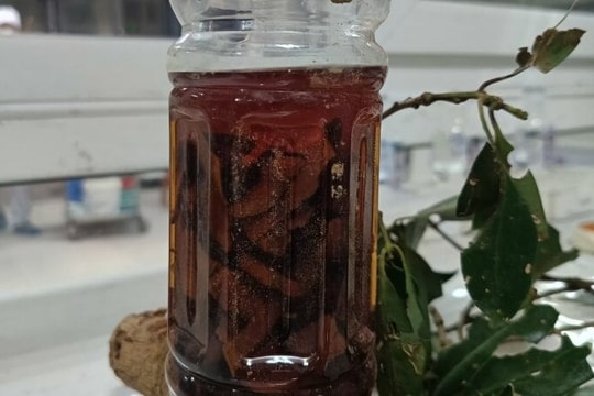 Suy đa tạng, tổn thương não sau uống rượu ngâm rễ cây