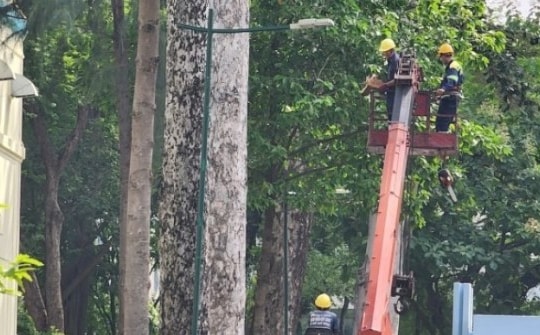 Đề xuất dùng flycam kiểm tra cây xanh ở TP HCM