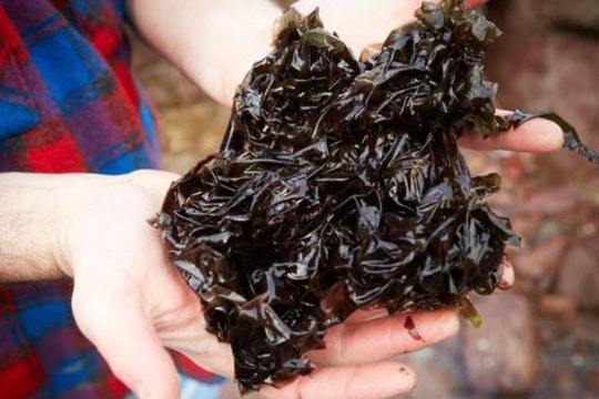 Ăn rong biển nâu có thể giúp ngừa bệnh Parkinson