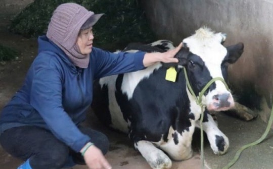 Vắc-xin có ảnh hưởng việc hàng loạt bò sữa chết ở Lâm Đồng