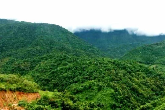 Ngân hàng tìm đơn vị thẩm định giá khoản nợ gần 150 tỷ được thế chấp bằng cây rừng tại Cao Phong, Đà Bắc