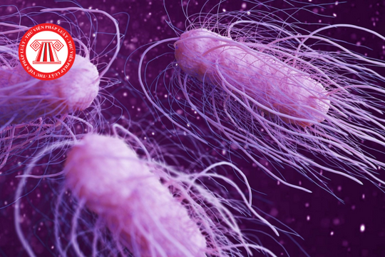 Nhiễm khuẩn Salmonella là gì? Nhiễm khuẩn Salmonella có được hưởng chế độ ốm đau của BHXH?