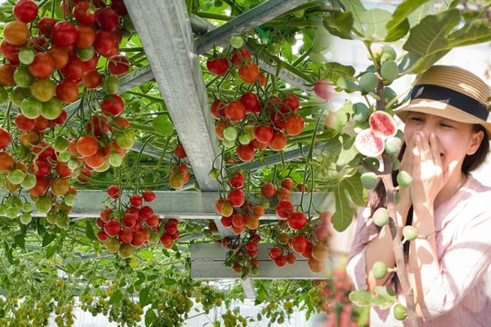 Nữ bác sĩ làm 'vườn rau trái trên không'