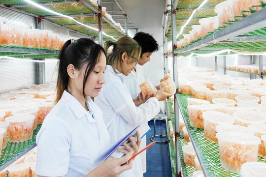 ĐIỂM CHUẨN Trường Đại học Lâm nghiệp (VNUF) năm 2024