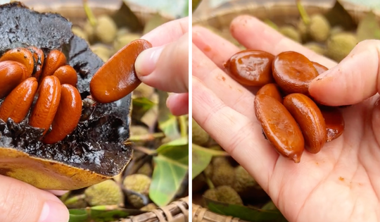 Loại quả 'đen sì' ở Việt Nam, hương vị độc lạ được nhiều người săn lùng: Riêng hạt giống đã lên tới 50k/hạt nhỏ xíu