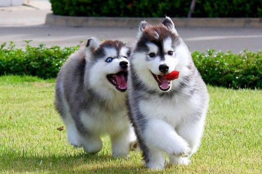 Đánh đập, hành hạ vật nuôi (chó, mèo,...) là hành vi vi phạm pháp luật