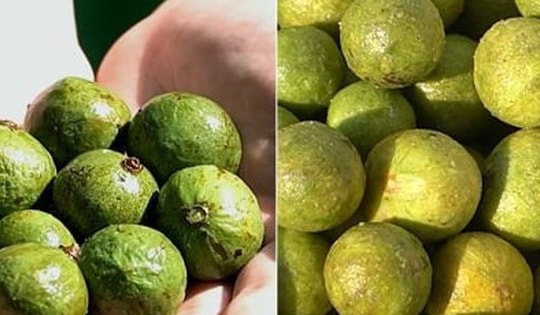 Có nên cạo vỏ quả sấu trước khi trữ đông?