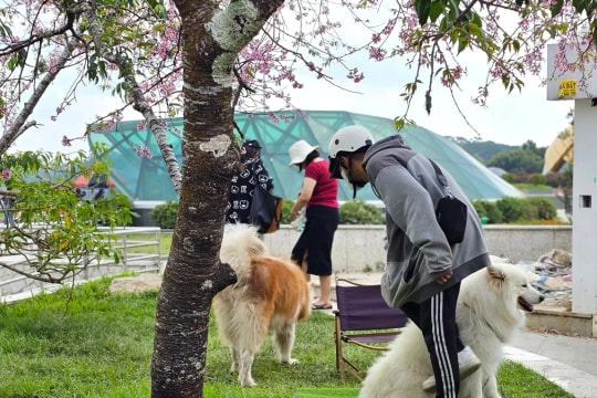 Đánh đập, bạo hành chó mèo bị xử lý như thế nào?