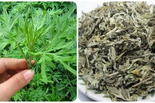 Cách sử dụng ngải cứu khô tốt cho sức khoẻ