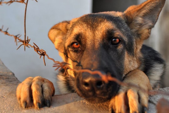 Hành vi ngược đãi chó mèo phạt bao nhiêu tiền?