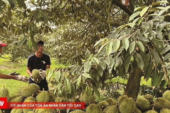 Cắt bỏ hơn 360 trái sầu riêng vì mâu thuẫn mua bán đất rẫy