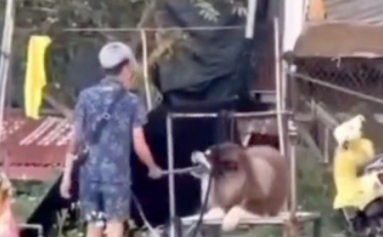 Vụ ngược đãi động vật ở Quảng trường Lâm Viên: Con chó được mua 25 triệu để cho thuê chụp ảnh