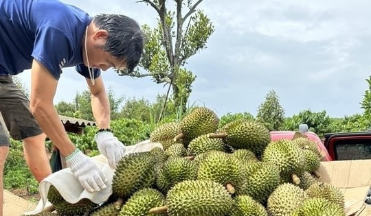 Người Tây Nguyên ùn ùn sắm xế hộp chở sầu riêng vườn đi bán