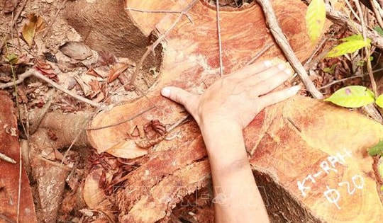 Quảng Trị: 'Lâm tặc' mở đường vào đốn hạ hàng loạt cây gỗ rừng