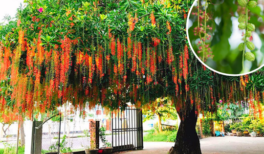 Những loại cây nên trồng trước nhà để vận khí tốt, năng lượng dồi dào