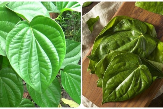 Các bài thuốc chữa bệnh từ lá trầu không