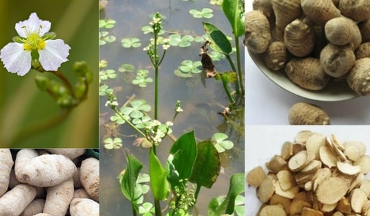 6 bài thuốc đông y hỗ trợ giảm béo