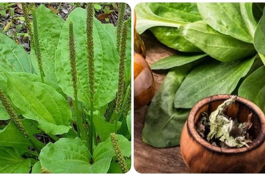 Các bài thuốc chữa bệnh từ cây mã đề