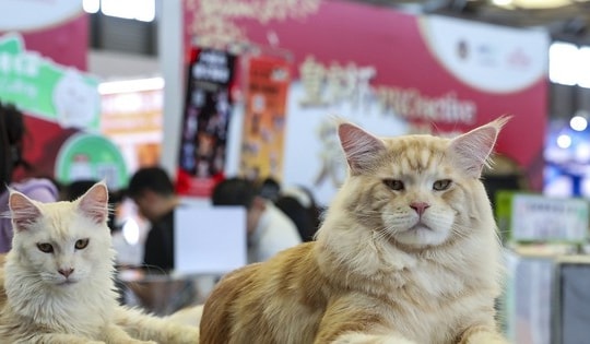 Nền kinh tế thú cưng Trung Quốc bùng nổ: 4 triệu doanh nghiệp, thu gần 40 tỷ USD