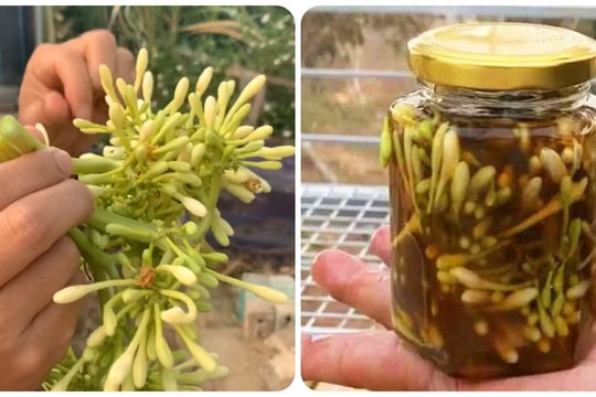 Người bị tiểu được có uống được mật ong ngâm hoa đu đủ đực?