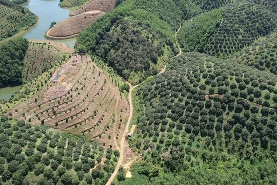 Danh mục lĩnh vực ưu tiên đầu tư trong Quy hoạch lâm nghiệp quốc gia thời kỳ 2021-2030