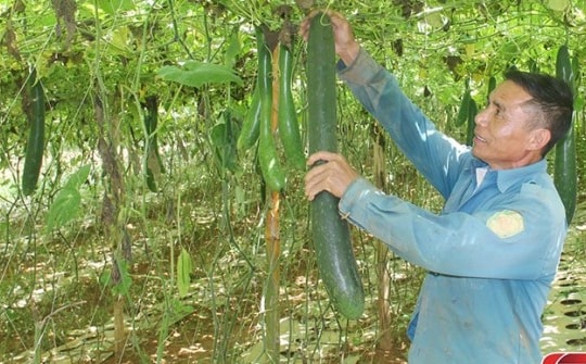 Thu nhập cao từ sản xuất rau, quả an toàn