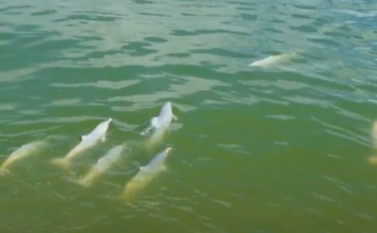 Đàn cá heo kéo về săn mồi ở biển Thái Bình