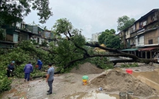 Đổ cây cổ thụ, trụ đèn giao thông sau cơn mưa giông bất chợt ở Hà Nội