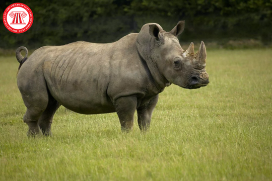 Vận chuyển trái phép sừng tê giác một sừng bị xử phạt như thế nào?