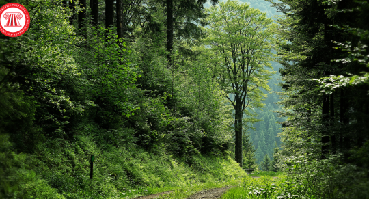 Bộ Nông nghiệp và Phát triển nông thôn hướng dẫn công tác điều tra xác định hiện trạng rừng