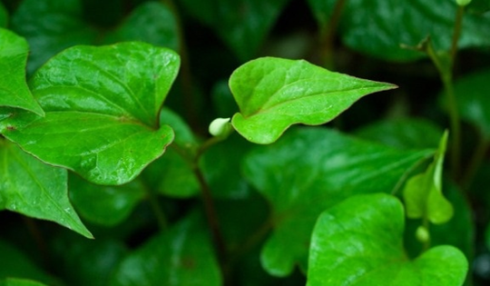 10 bài thuốc nam hỗ trợ điều trị bệnh sởi theo từng giai đoạn