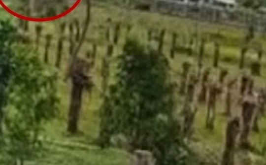 Khoảnh khắc tàu hỏa đâm ôtô ở Bình Thuận