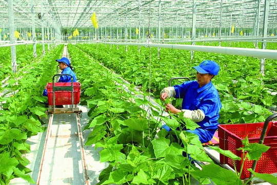 Kế hoạch thời gian điều tra giá sản xuất nông nghiệp, lâm nghiệp và thủy sản