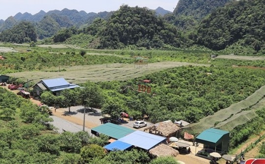 Chăm bón mận hậu sau thu hoạch