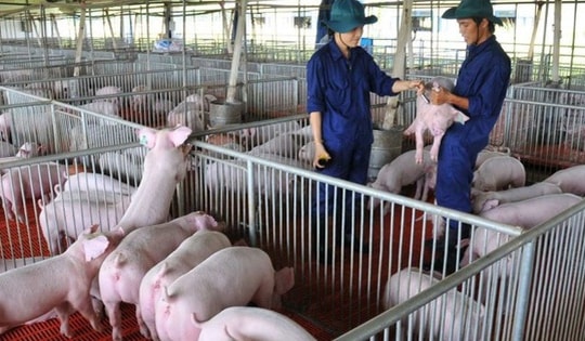 Các 'đại gia' chăn nuôi hưởng lợi nhờ giá lợn hơi lập đỉnh trong nửa đầu năm