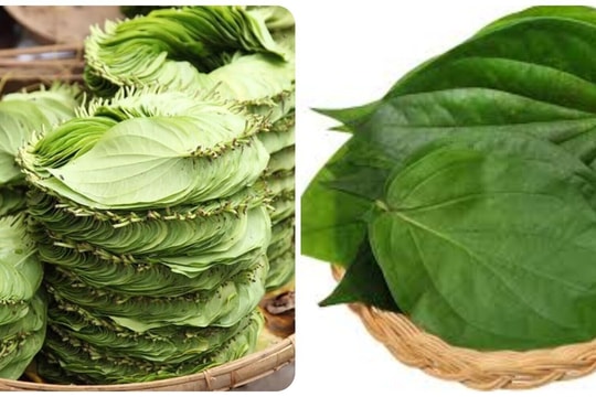 Lá trầu không chữa bệnh gì?