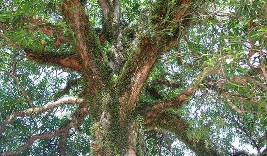 Video cận cảnh cây muỗm 360 năm tuổi vừa được công nhận Cây Di sản Việt Nam